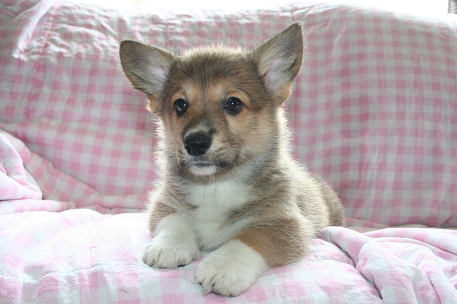 Puppies